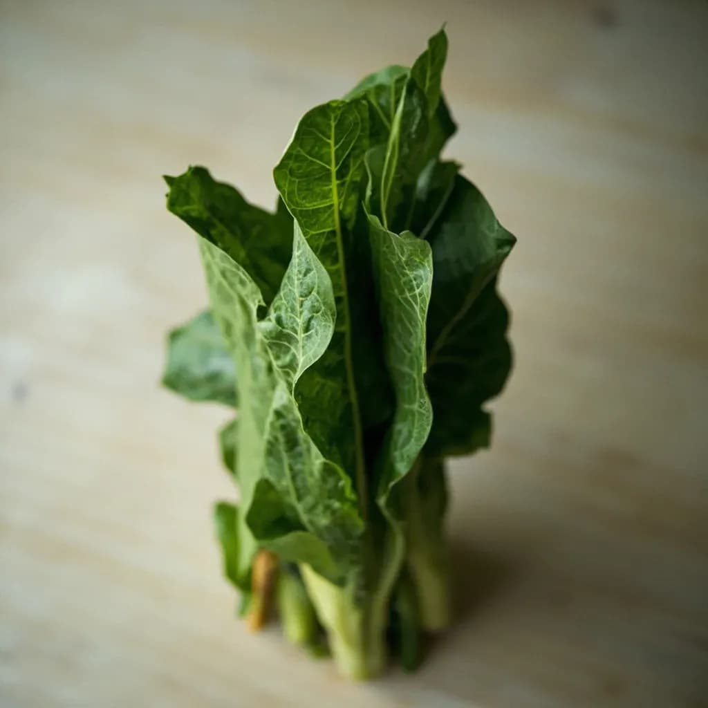 Chaya (Tree Spinach)