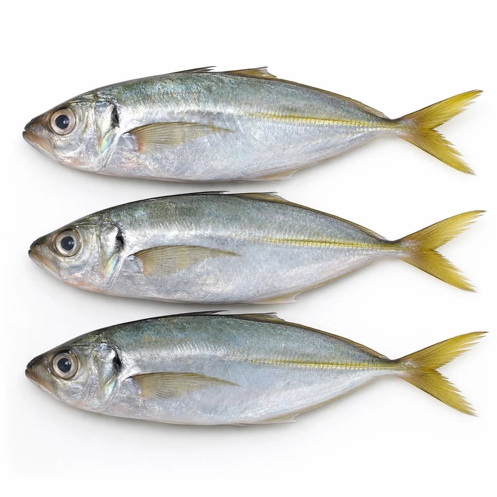Round Scad (Galunggong)