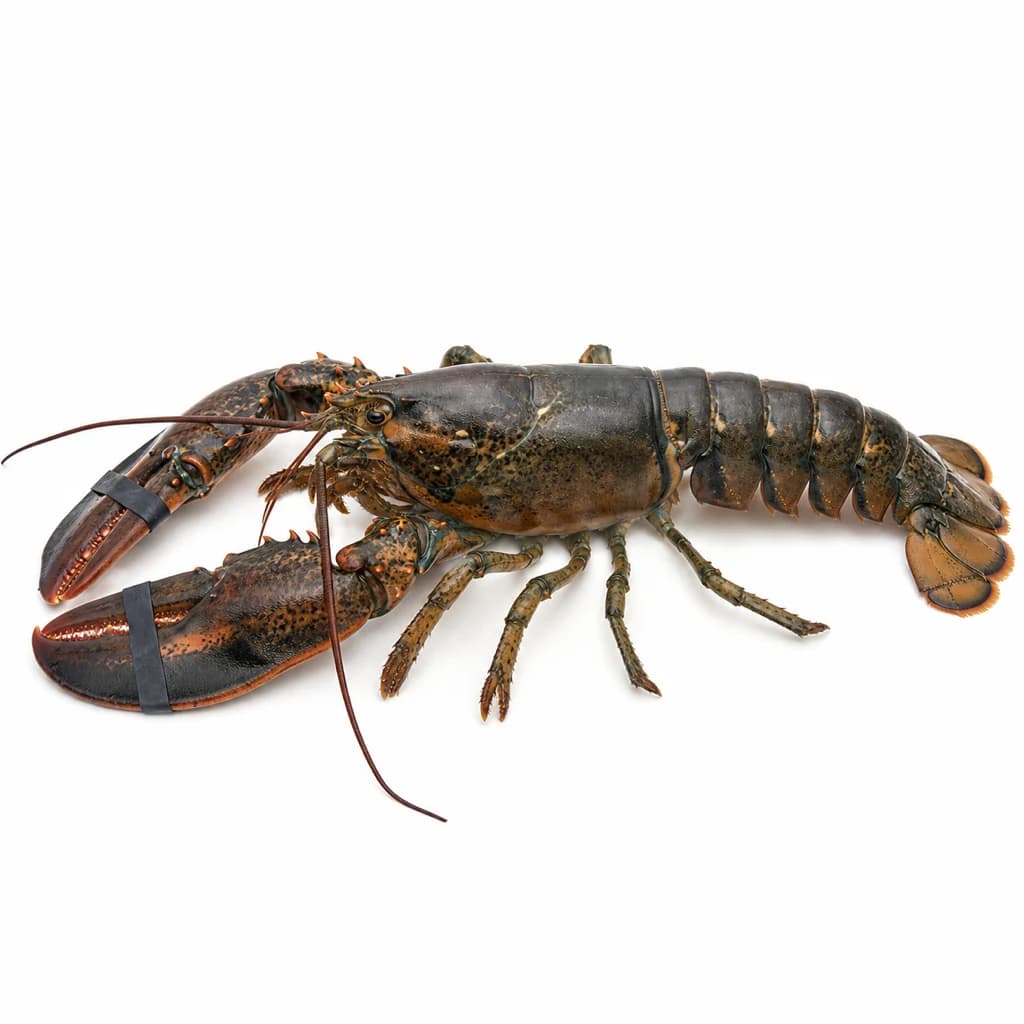 Lobster