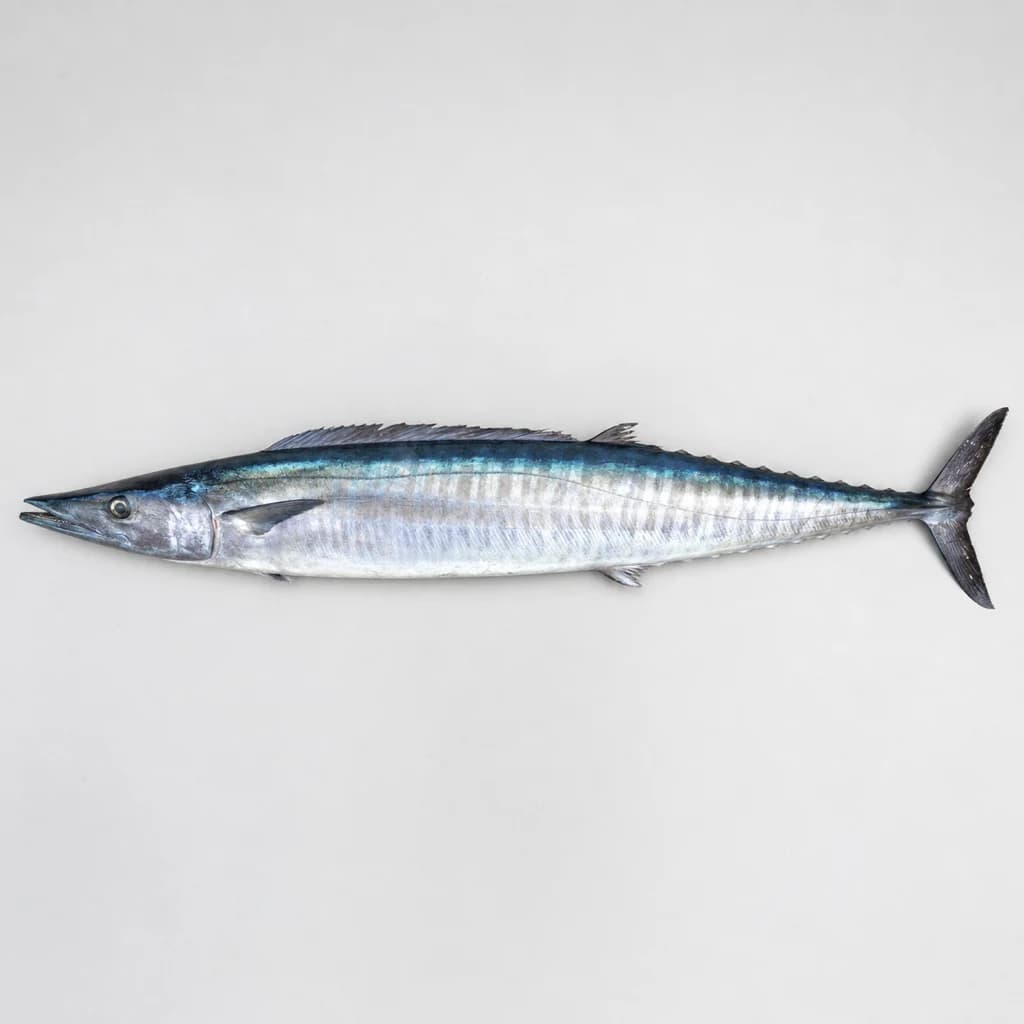 Ono (Wahoo) — Natural form