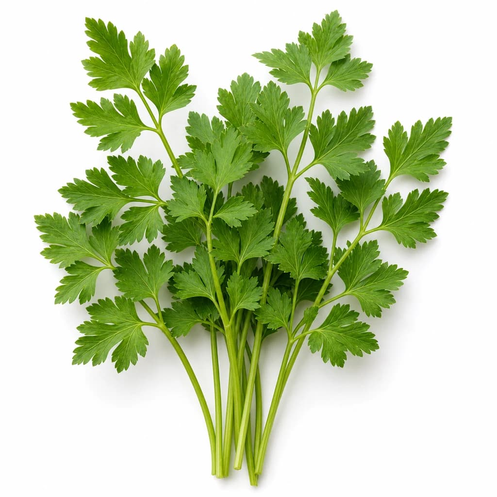 Parsley — Natural form
