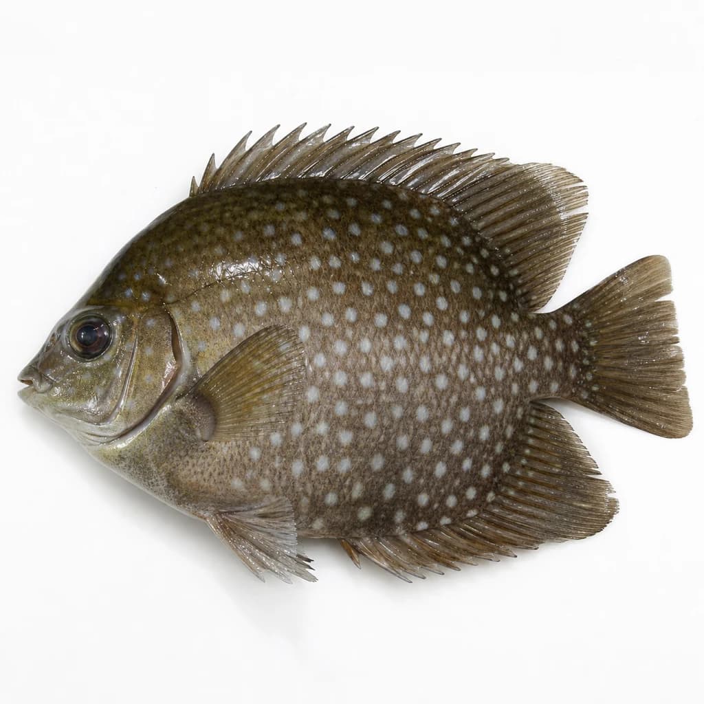 Pearl Spot (Karimeen) — Natural form