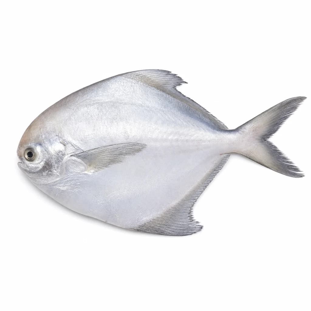 Pomfret