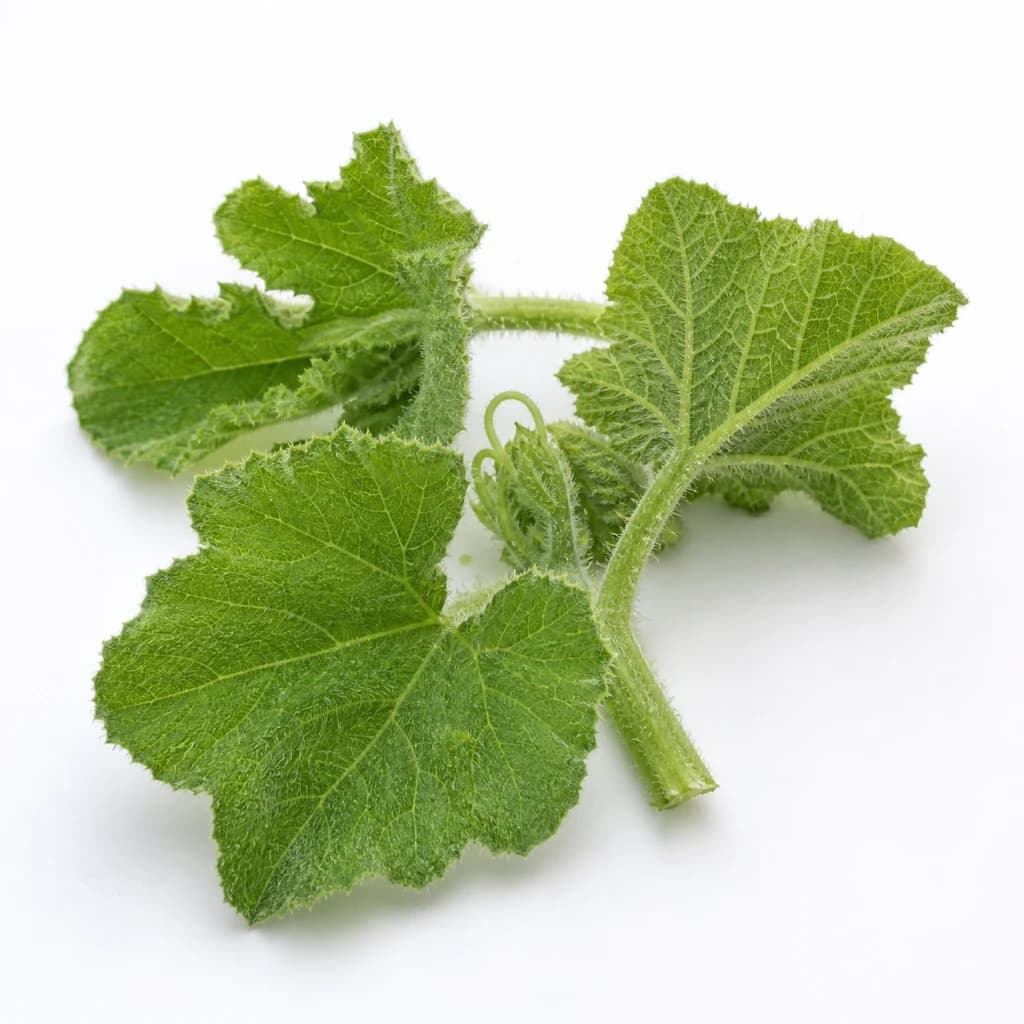 Pumpkin Leaf — Natural form