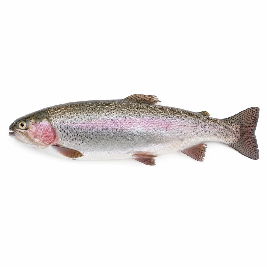 Rainbow Trout (Kirjolohi)