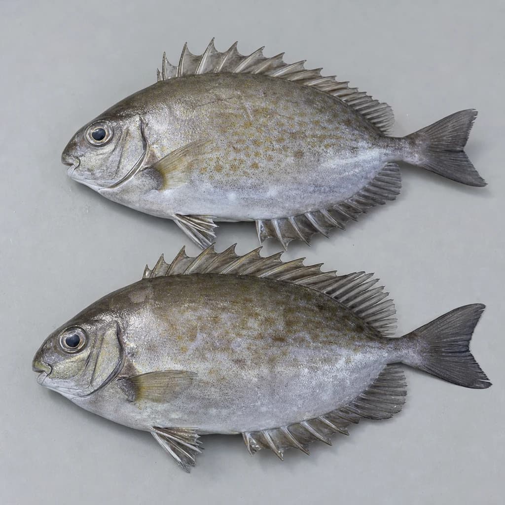 Safi (Rabbitfish) — Natural form