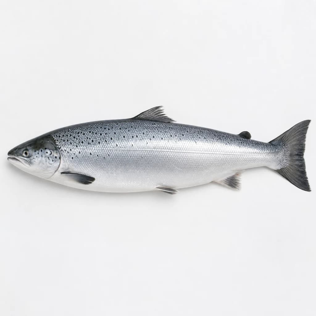 Salmon