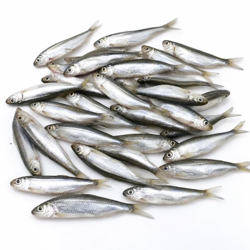 Sambaza (Lake Kivu Sardines)