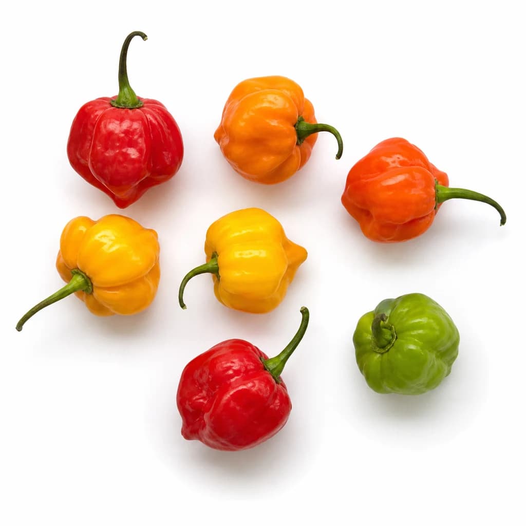 Scotch Bonnet Pepper