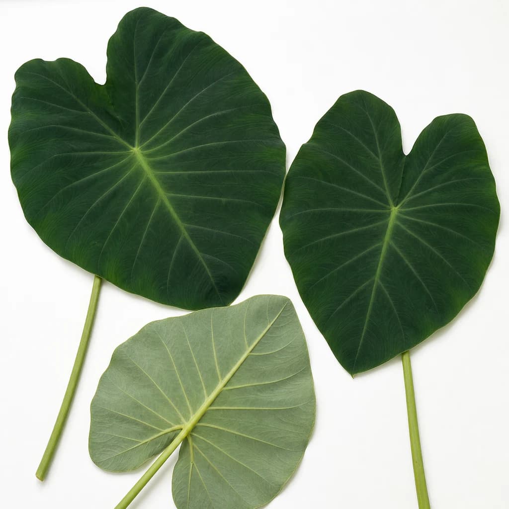 Taro Leaf — Natural form