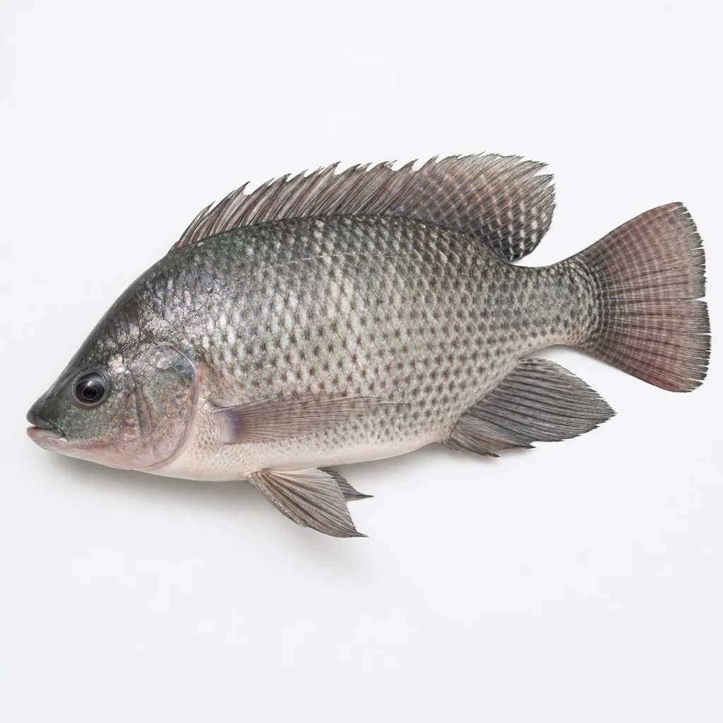 Tilapia — Natural form