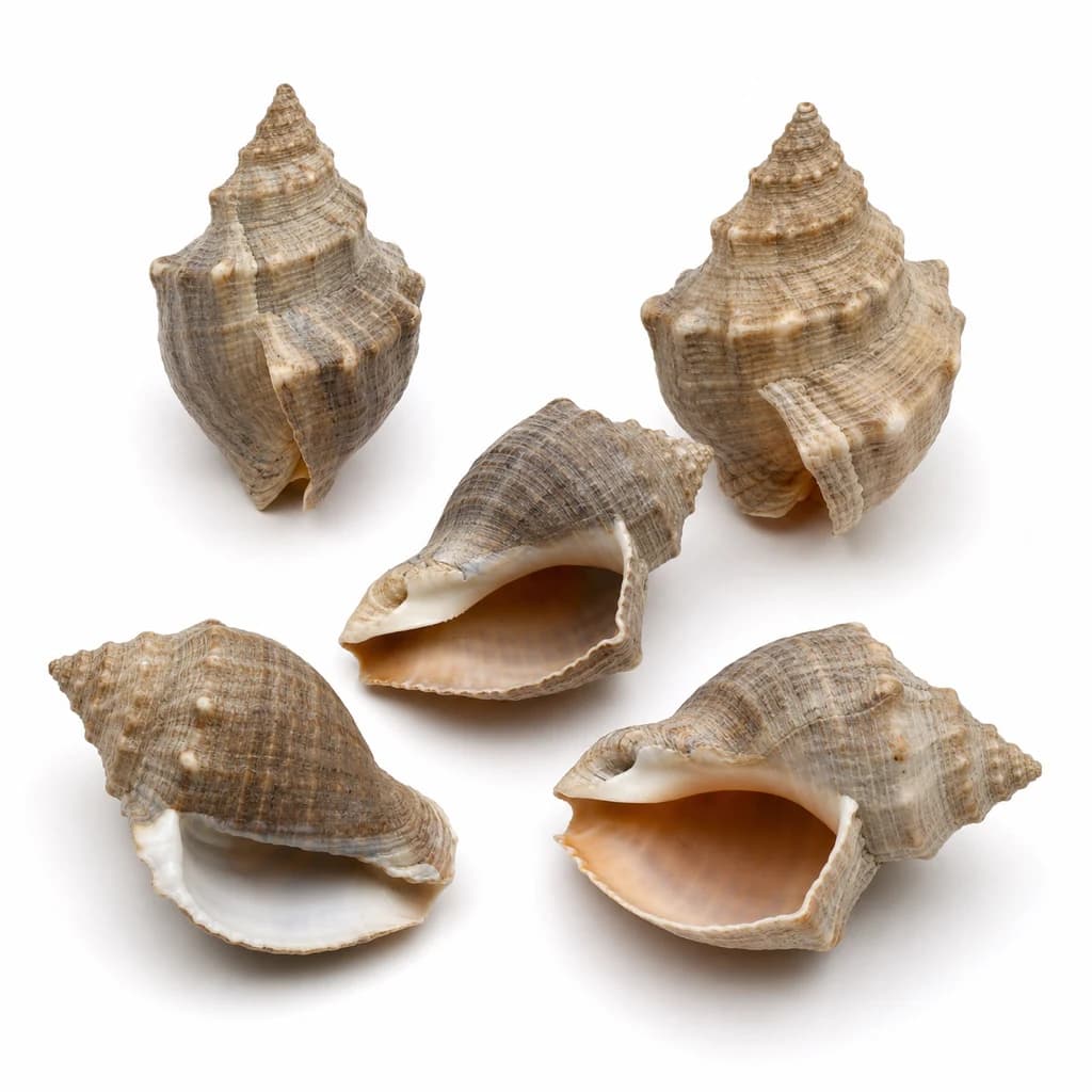 Whelk — Natural form