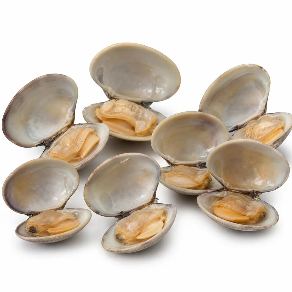 Wild Clam