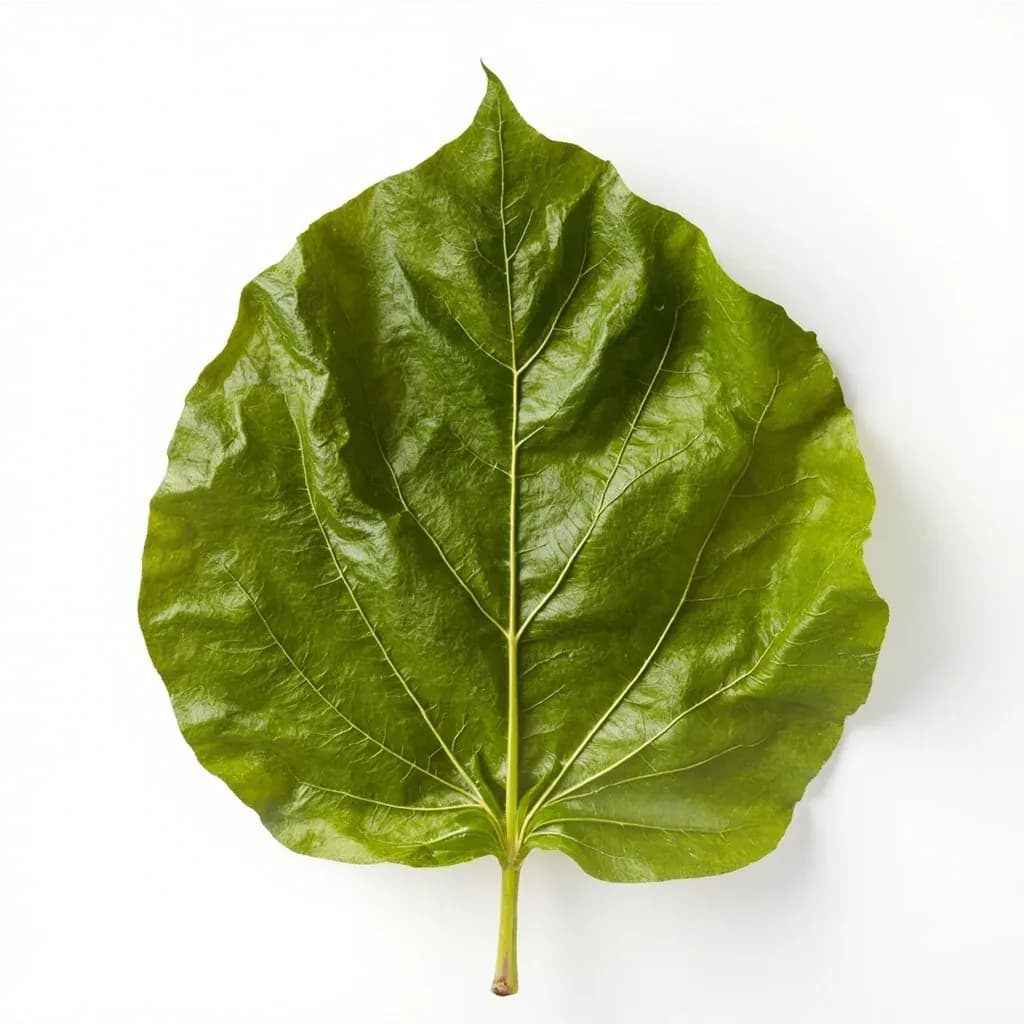 Breadfruit Leaf (Wrapping)