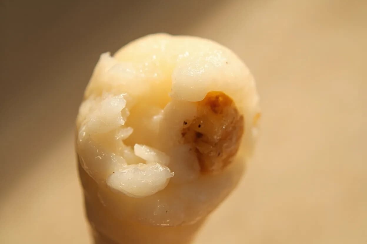 Tapioca Pearls: Translucent Set at range. Tapioca pearls are formed from cassava starch (tapioca) compressed and dried into spheres. Visual cues: Pearls are uniformly translucent or semi-transparent from edge to center when held up to light — no white or grey opaque core visible, Texture is chewy and resilient ('QQ' in Taiwanese culinary parlance) but not gummy, gluey, or hard at the center, Color is uniform throughout the pearl — no lighter or whiter interior visible when biting through.