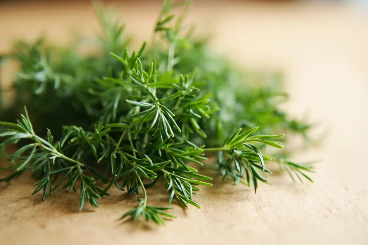 Dill in its natural form. Dill (Anethum graveolens) is an annual herb whose wispy, thread-like leaves and hollow stems carry a distinctive flavour: fresh, grassy, and gently anise-like, underscored by a slight citrus-limonene… Tasting profile: fresh anise-grassy, lemony-citrus brightness, slight licorice warmth, clean green with a herbal resin finish.