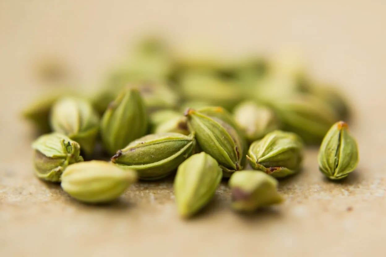 Green Cardamom in its natural form. Green cardamom (Elettaria cardamomum) is the dried fruit of a ginger-family plant native to southern India's Western Ghats, now grown primarily in India, Guatemala, and Sri Lanka. Tasting profile: intense floral sweetness (terpinyl acetate), bergamot-citrus brightness, warm spice undertone, cool eucalyptol finish.
