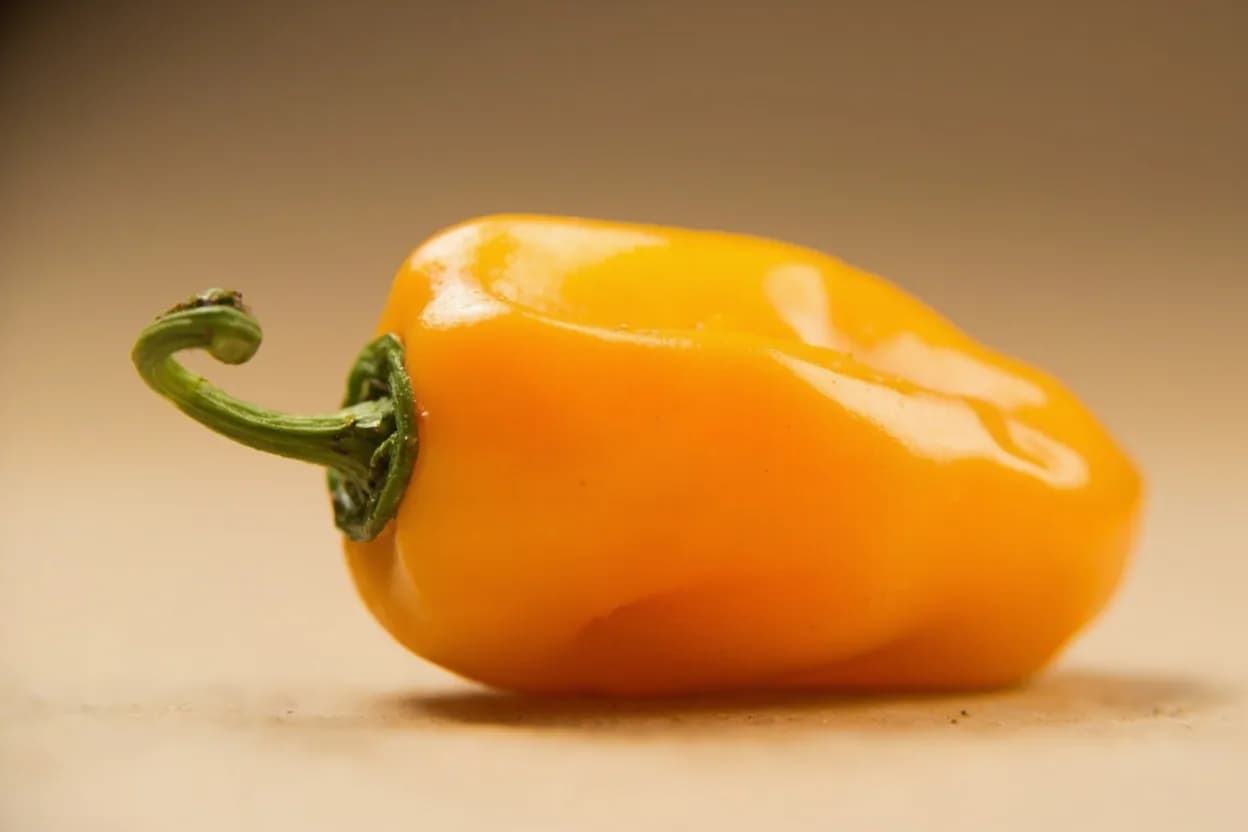 Scotch Bonnet Pepper in its natural form. Scotch bonnet (Capsicum chinense) is the dominant culinary chili of the Anglophone Caribbean — Jamaica, Trinidad, Barbados, Ghana, and West Africa broadly. Tasting profile: apricot and tropical fruit (leading note), fresh cherry and slight citrus, floral perfume (similar to habanero), intense, broad-spectrum capsaicin heat (delayed onset).