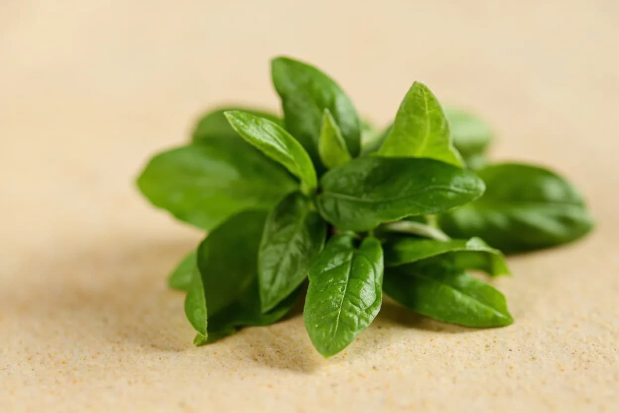 Thai Basil in its natural form. Thai basil (Ocimum basilicum var. Tasting profile: bold anise sweetness, warm clove spice, faint peppery heat, slightly licorice-like.