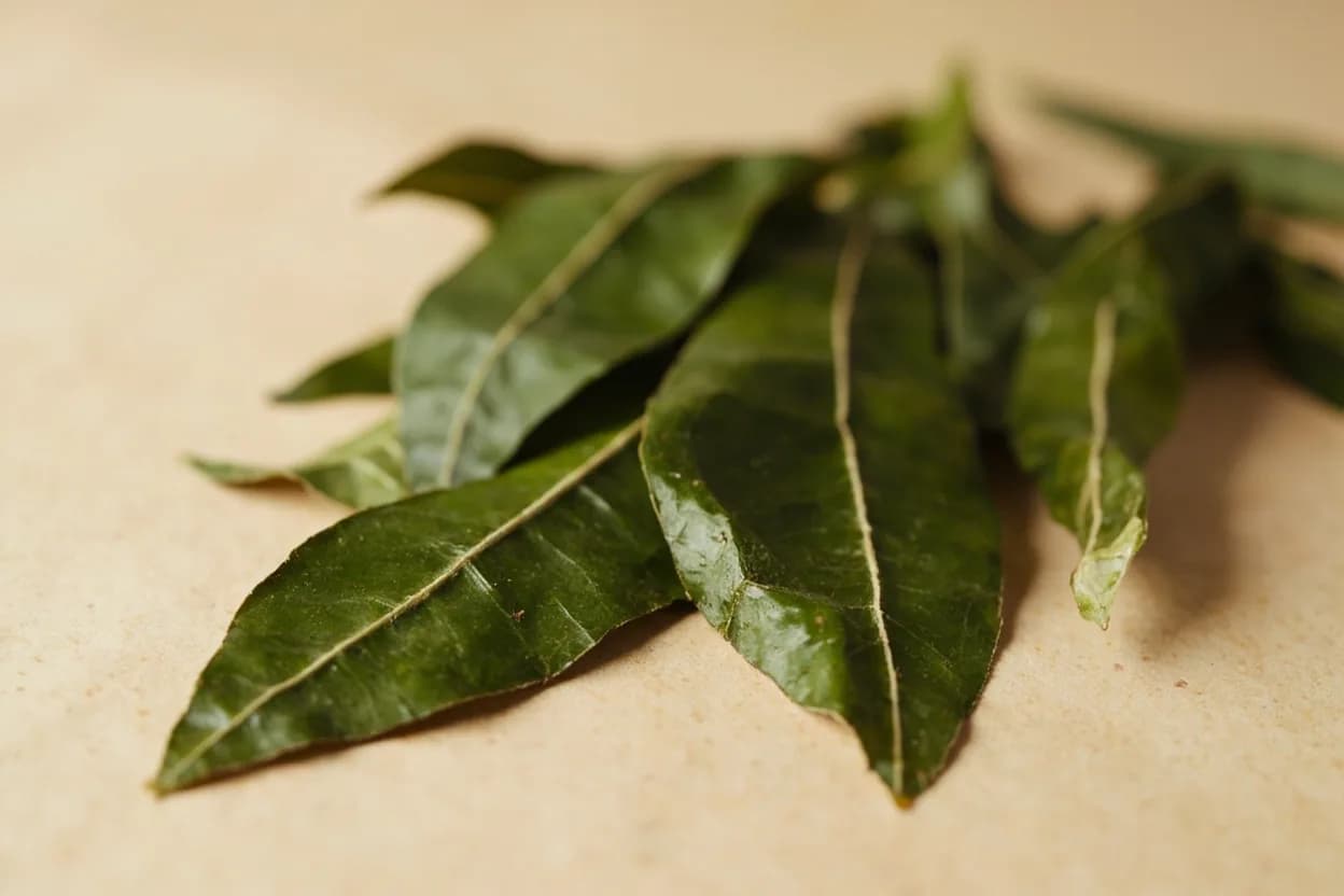 Uziza Leaf in its natural form. Uziza (Piper guineense) is a climbing pepper native to West and Central Africa, used both for its berries (a relative of black pepper) and its leaves. Tasting profile: sharp black-pepper heat, resinous bitterness, eucalyptus / camphor note, piney aromatic depth.